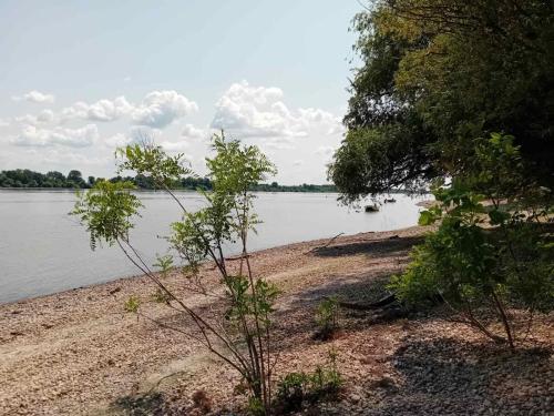 a beach with trees and a body of water at Honey Spa house in Novi Slankamen