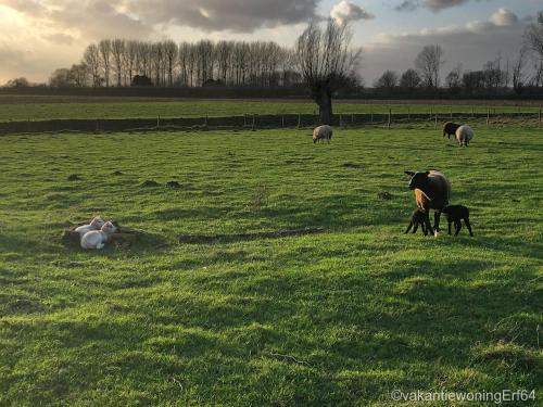 a group of sheep and lambs in a field at Vakantiewoning Erf64 in Sint-Amands