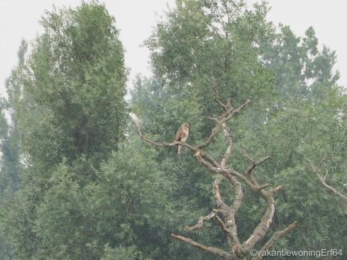 a bird sitting on top of a tree branch at Vakantiewoning Erf64 in Sint-Amands