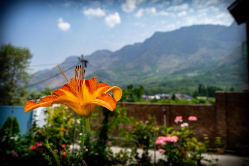 a orange flower in a garden with mountains in the background at Zabarwan Peaks Villa in Srinagar