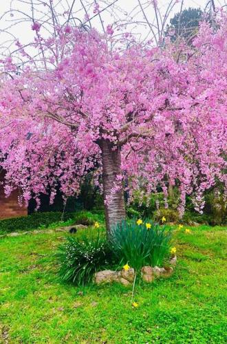 Jardín al aire libre en Blue Mountains charm with Spa!