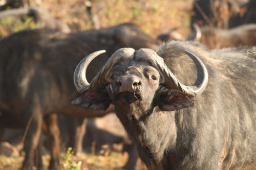 Animales en el lodge o alrededores