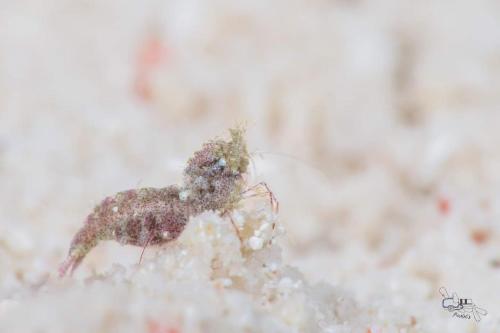 a small piece of food in the snow at Sunset Cove Beach & Dive Resort in Romblon