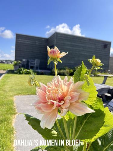 a pink flower in front of a building at Blossombed in Voorhout