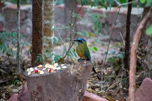 Animales en la casa vacacional o alrededores