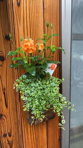 a planter with orange flowers on a wooden wall at 关西机场难波梅田直达花園町の夢旅人 in Osaka