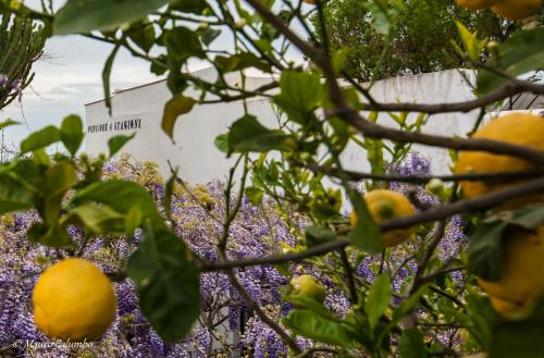 a bunch of lemons on a tree with purple flowers at Hotel 4 Stagioni in Capri