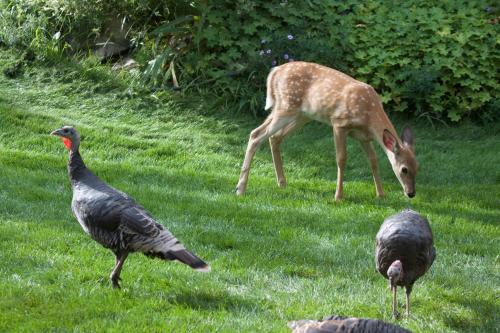 a deer and two birds standing in the grass at Windborne Bed & Breakfast in Castlegar