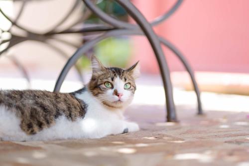 a cat is sitting under a metal bench at Il Piccolo Giardino rooms & breakfast in Villasimius