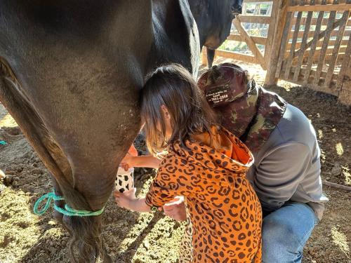 Άλλα ζώα σε αυτή η παραθεριστική κατοικία ή στη γύρω περιοχή