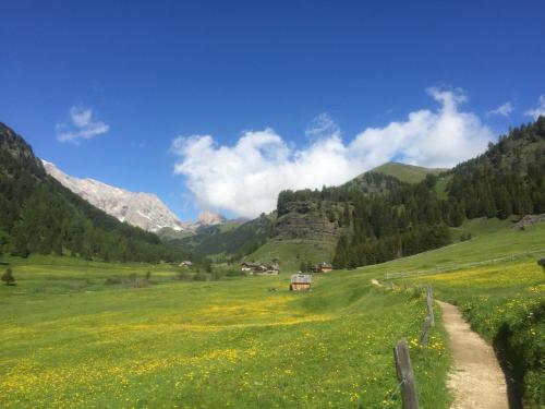 a green field with yellow flowers in the mountains at Fedaia Joy B&B in Canazei