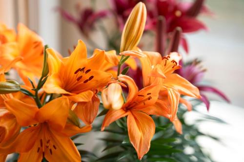 a bunch of orange flowers in a vase at Kaiserau 1907 in Collalbo