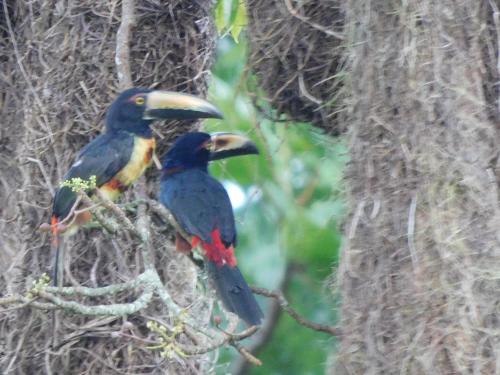 two birds are sitting on a tree branch at Villas Santa Maria - Private Bay Lake Arenal in Nuevo Arenal