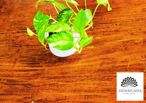 a green plant in a white pot on a table at Sidhangana Home Stay in Anuradhapura