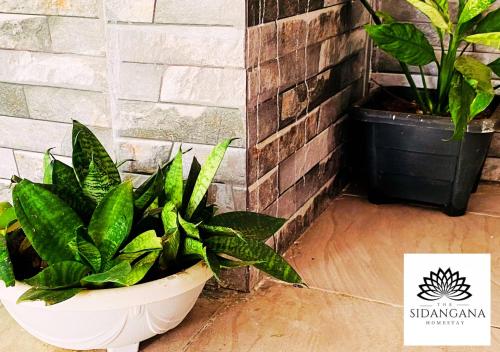 two potted plants sitting next to a brick wall at Sidhangana Home Stay in Anuradhapura