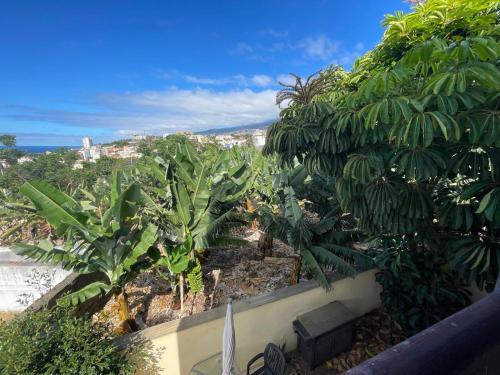 a view of a bunch of banana trees at apartamento Vistamar in Puerto de la Cruz