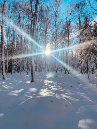 a snow covered forest with the sun shining through the trees at Mezi stromy 165 in Česká Kamenice