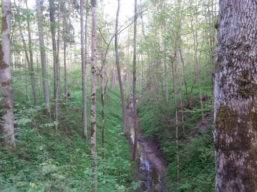 a path through a forest with trees and a creek at Wiejska Chata in Szwalk