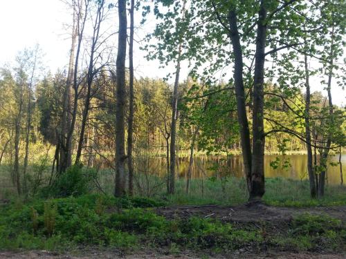 a group of trees in front of a body of water at Wiejska Chata in Szwalk