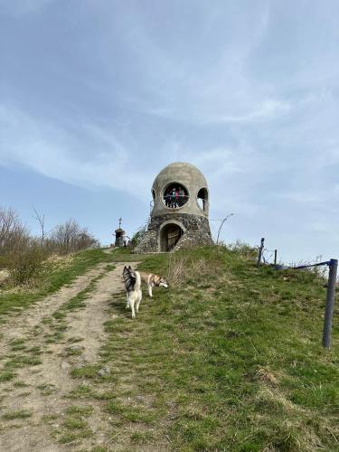a dog running down a dirt road in front of a building at Mezi stromy 165 in Česká Kamenice