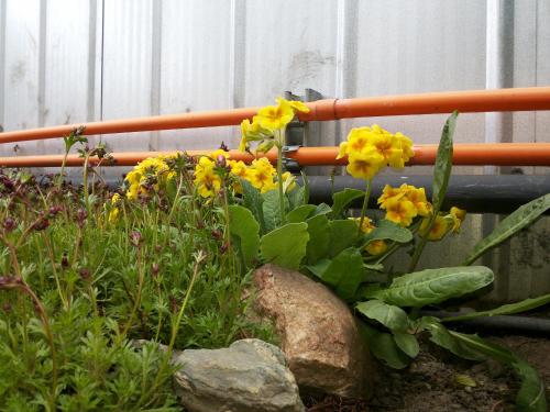 a bunch of yellow flowers in a garden at VALYAK rent apart hotel - Servicios Integrales in Punta Arenas