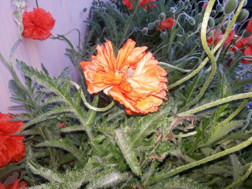 an orange flower sitting on top of green plants at VALYAK rent apart hotel - Servicios Integrales in Punta Arenas