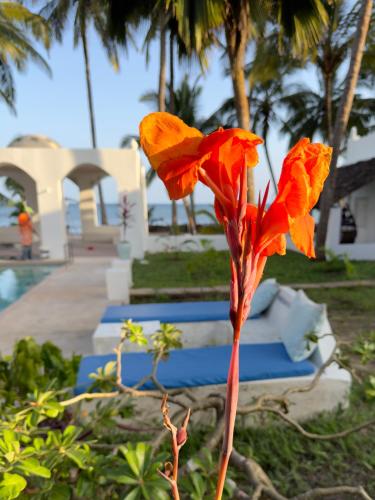 a red flower in front of some blue stairs at Sawa Sawa Beach House in Msambweni