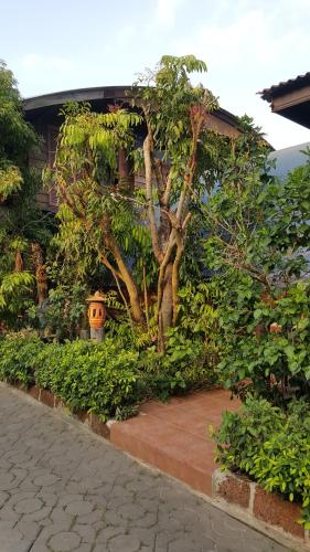 a garden with a tree and a building at Ruean Mai Chai Khlong in Amphawa