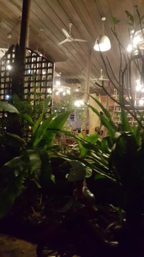 a room filled with lots of green plants at Ruean Mai Chai Khlong in Amphawa