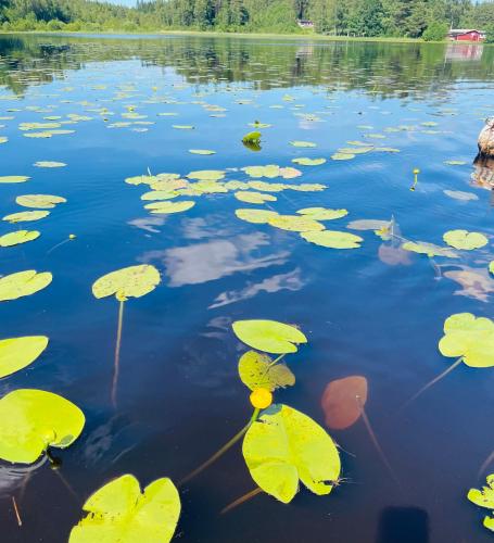a lake with green lily pads in the water at Stuga med strandtomt i Smålands natursköna miljö in Vaggeryd
