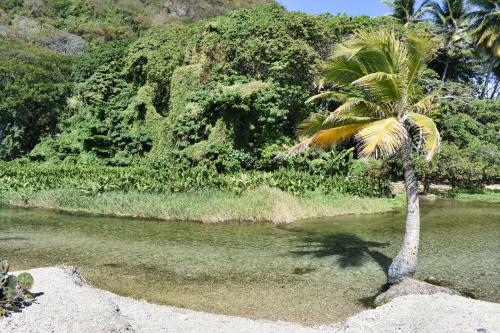a palm tree in the middle of a body of water at Hospedaje Villa Valencia en Los Patos in Los Patos