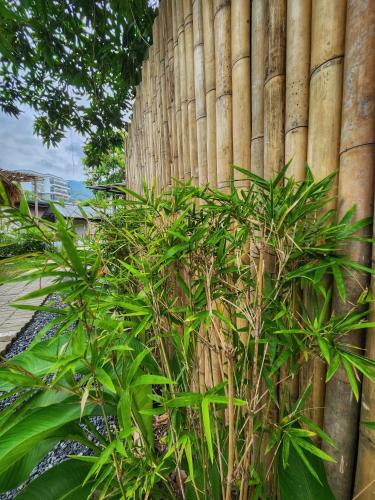 a bamboo fence with a plant in front of it at Bambus Restaurant, Bar & Hostel in Patong Beach