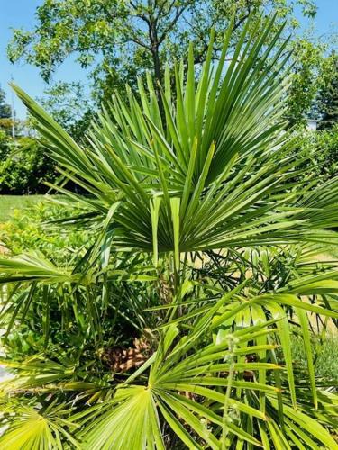 a large green palm tree in a park at Funny Füred in Balatonfüred