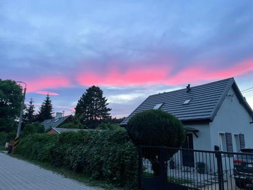 Dzika Foka Wiosłowa 49