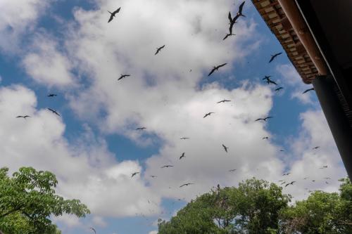 a flock of birds flying in the sky at Pao Pao Hotel Islas del rosario in Isla Grande