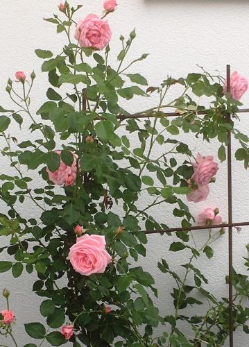 a bunch of pink roses climbing a wall at Weingut-Ferienwohnungen Kracher in Apetlon