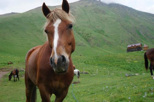 a brown horse standing in a grassy field at Januka Garden at Sno in Stepantsminda