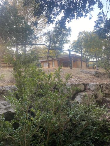 a wooden house in the middle of a forest at Éco Lodge - Nature et Spa in Aurons