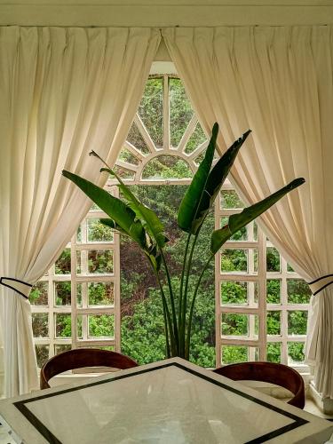a table with a plant in front of a window at Burj Baneria - A Boutique Homestay in Udaipur