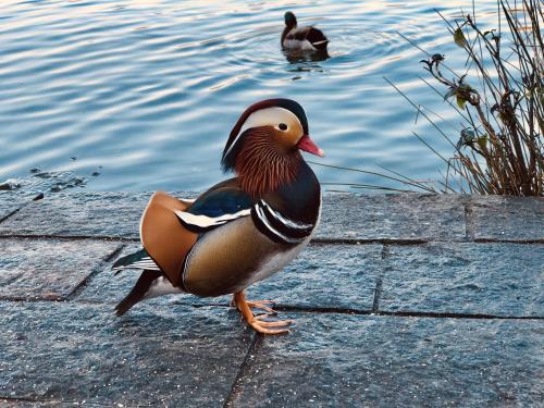 a duck standing on the edge of a body of water at Il Pozzo - 1711 Luxury Guest House in Arlate