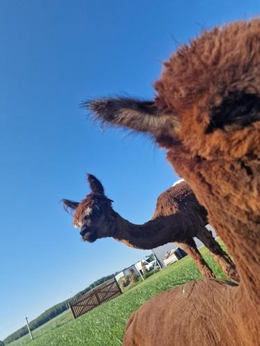 Zvířata v prázdninového domu nebo okolí