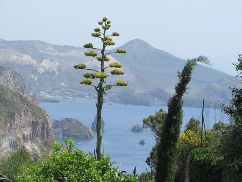 a tall plant with a view of a body of water at Villa Mulino Al Vento in Lipari