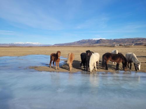 a group of horses drinking water from a river at Infinity Horizons in Hvolsvöllur