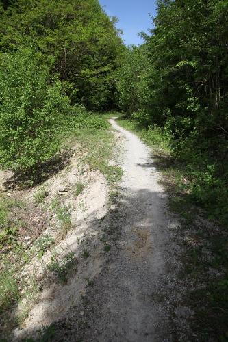 a dirt road in the middle of a forest at Luisenhof in Geisfeld