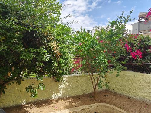 a small tree in a garden with pink flowers at Stefani retro luxury apartments in Chalkida