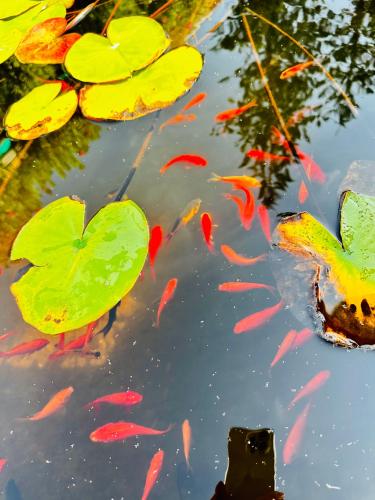 a pond with koi fishes and lily pads at Oasi di Monchiero in Monchiero