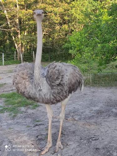 an ostrich standing on the ground in a field at Piedra Alta in San José del Guaviare