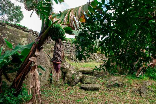 a banana tree with a bunch of bananas on it at Casa de Campo Franco da Serra in Angra do Heroísmo