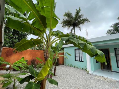 a banana tree in front of a building at Casa Monte Verde in Las Galeras
