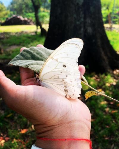 a hand holding a white butterfly on a leaf at Cabaña Roble in Malinalco